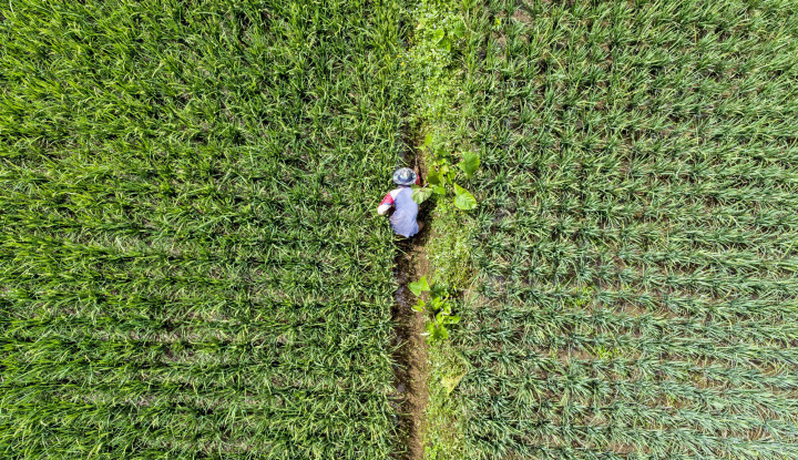 Bank Syariah Indonesia Salurkan Kredit Rp 12,6 Triliun Untuk Sektor Pertanian dan Perkebunan