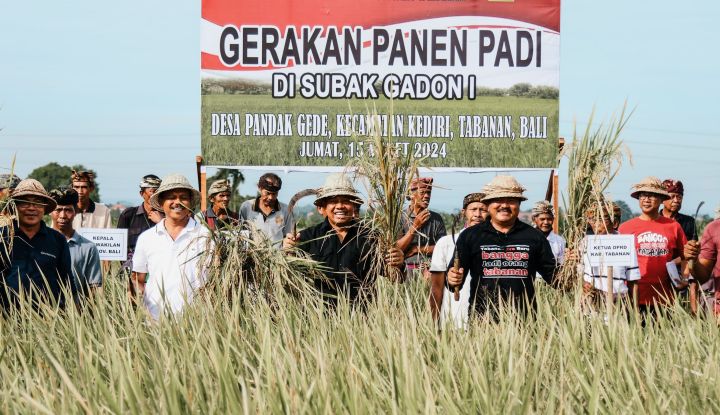Tingkatkan Kesejahteraan Petani-Tekan Stunting, Pj Gubernur Bali Dorong Penanaman Padi Inpari Nutri Zinc